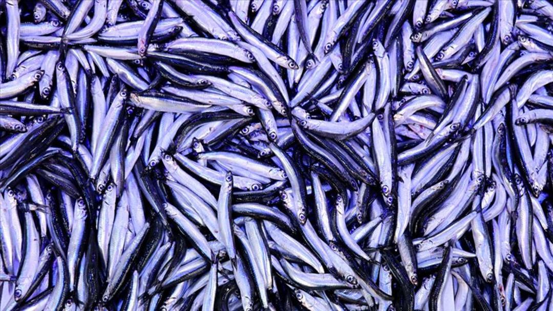 Bolluk sona erdi: Hamsi fiyatı üçe katlandı 2