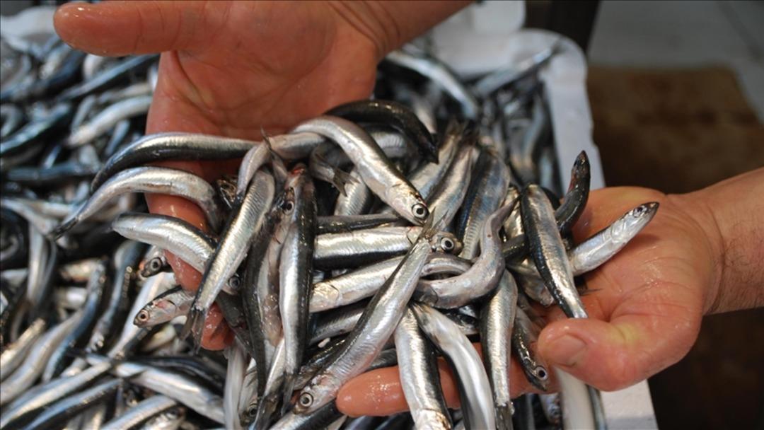 Bolluk sona erdi: Hamsi fiyatı üçe katlandı 1