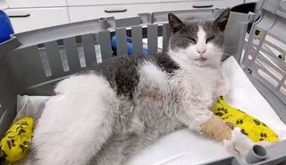 Otomobilin çarptığı kedi için seferberlik