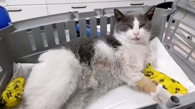 Otomobilin çarptığı kedi için seferberlik: Tedavi için Bolu'dan İstanbul'a sevk edildi