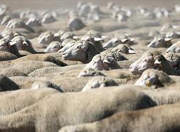 TİGEM, 1200 küçükbaş hayvan satacak