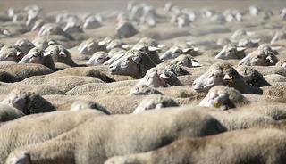 TİGEM, 1200 küçükbaş hayvan satacak