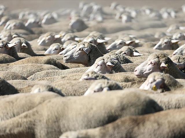 TİGEM, 1200 k&uuml;&ccedil;&uuml;kbaş hayvan satacak