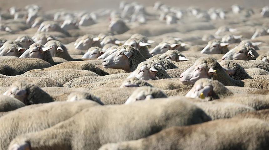 TİGEM, 1200 küçükbaş hayvan satacak