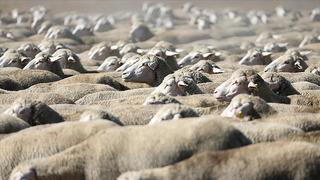 TİGEM, 1200 küçükbaş hayvan satacak