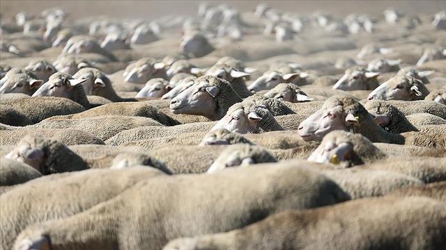 TİGEM, 1200 küçükbaş hayvan satacak