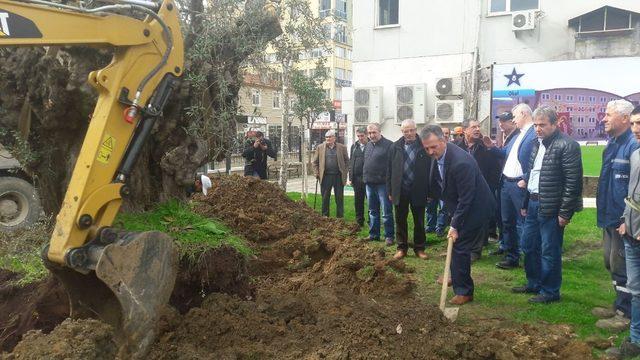 Tarihi zeytin ağaçları Gemlik merkezinde