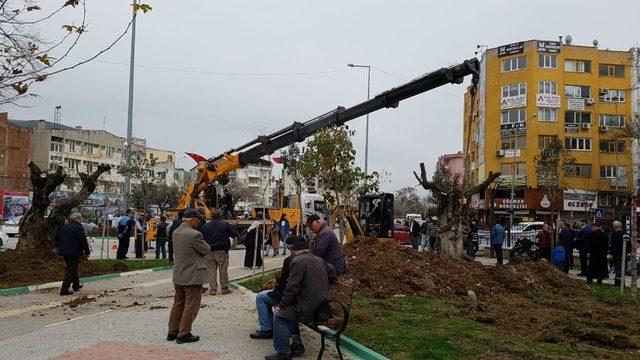 Tarihi zeytin ağaçları Gemlik merkezinde