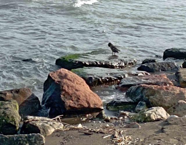 Ordu’da yaban ördekleri şöleni: 11 kuşluk sürü görüntülendi 4