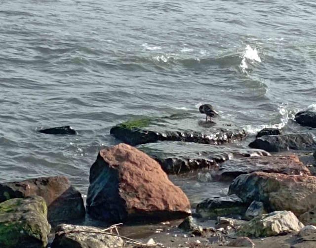 Ordu’da yaban ördekleri şöleni: 11 kuşluk sürü görüntülendi 3