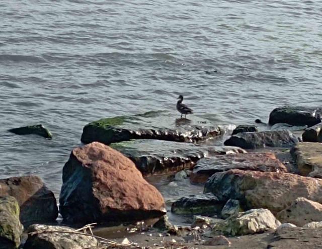 Ordu’da yaban ördekleri şöleni: 11 kuşluk sürü görüntülendi 2