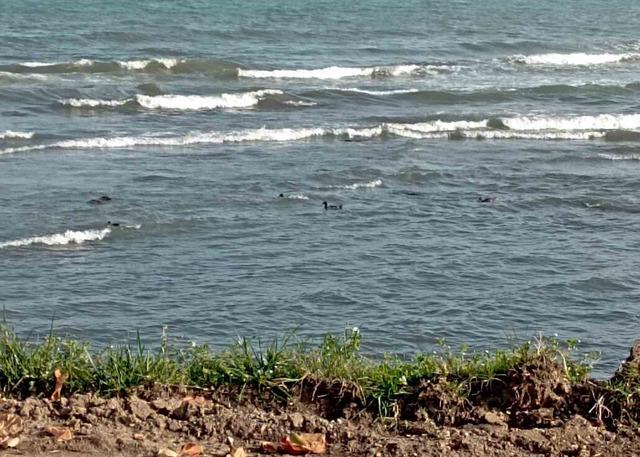 Ordu’da yaban ördekleri şöleni: 11 kuşluk sürü görüntülendi 1