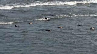 Ordu’da yaban ördekleri şöleni: 11 kuşluk sürü görüntülendi