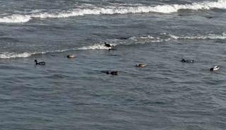 Ordu’da yaban ördekleri şöleni: 11 kuşluk sürü görüntülendi