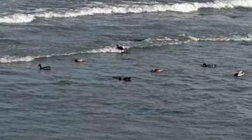 Ordu’da yaban ördekleri şöleni: 11 kuşluk sürü görüntülendi