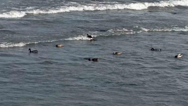 Ordu’da yaban ördekleri şöleni: 11 kuşluk sürü görüntülendi