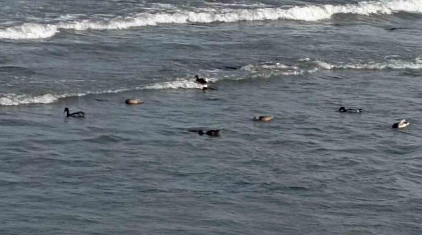 Ordu’da yaban ördekleri şöleni: 11 kuşluk sürü görüntülendi