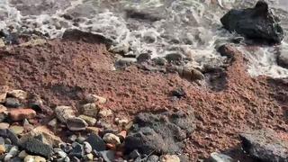 Tekirdağ’da poyraz kızıl yosun sürükledi