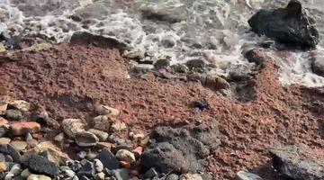 Tekirdağ’da poyraz kızıl yosun sürükledi