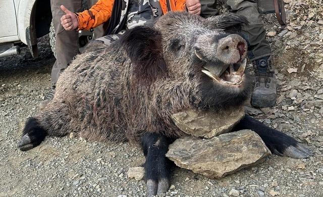 Elazığ’da avcılar 200 kiloluk domuz avladı 1