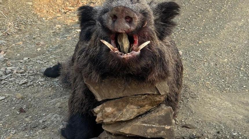 Elazığ’da avcılar 200 kiloluk domuz avladı