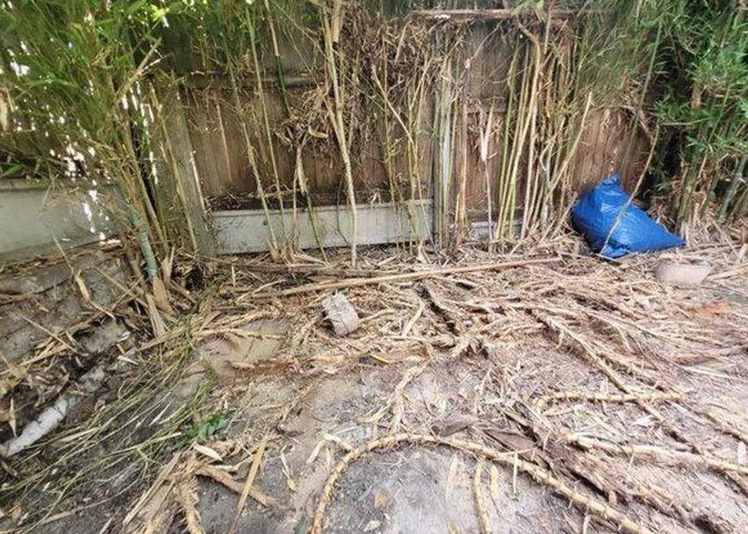 Aldığı bahçeli ev hayatını kabusa çevirdi! 10 yıl sonra ortaya çıkıp her yeri kapladı 1