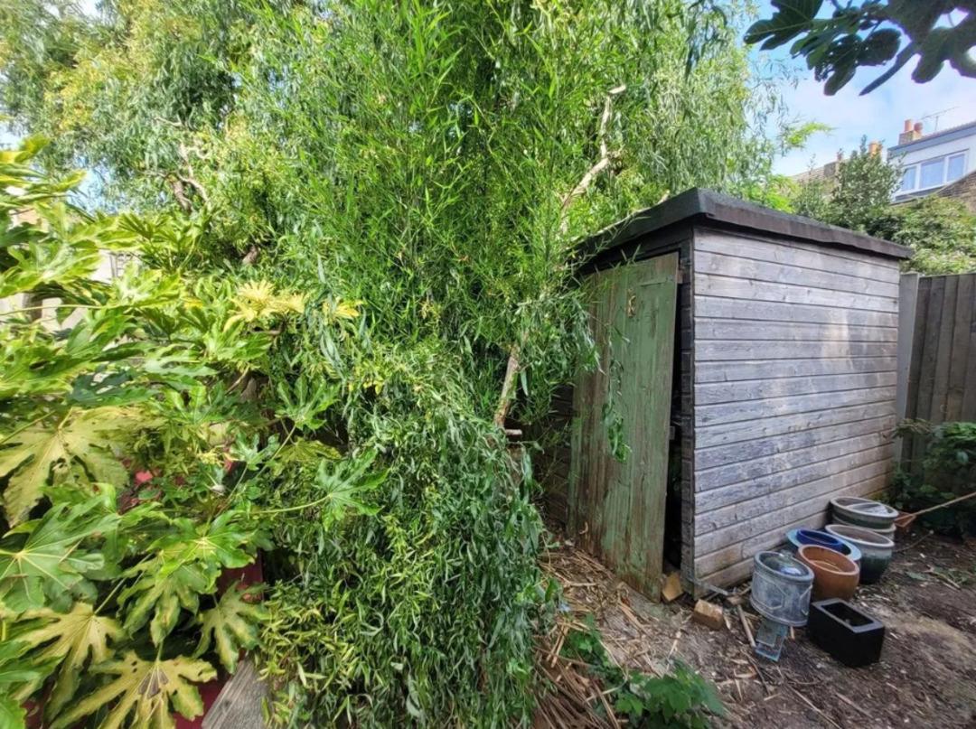 Aldığı bahçeli ev hayatını kabusa çevirdi! 10 yıl sonra ortaya çıkıp her yeri kapladı 2