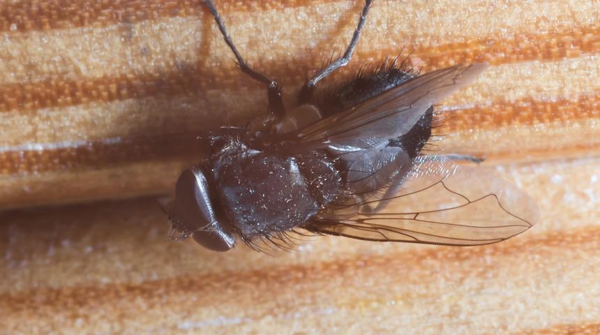 Sinekler tavana nasıl ters konar?