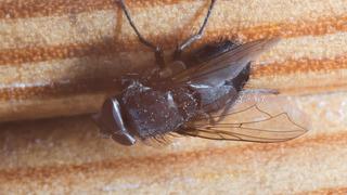 Sinekler tavana nasıl ters konar?