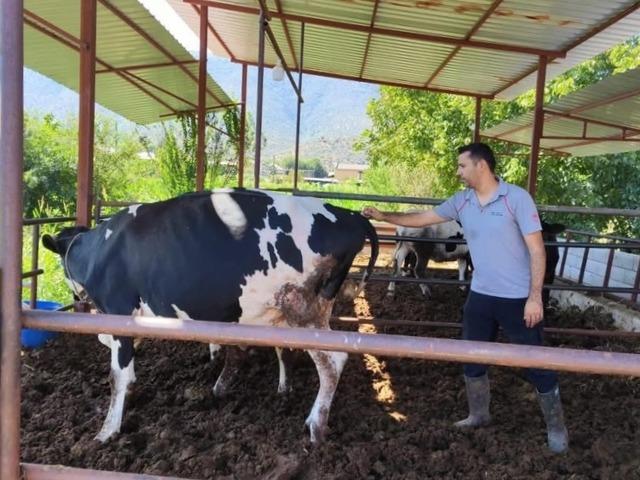 Milas'ta "şap hastalığı" nedeniyle 11 mahalle karantinaya alındı