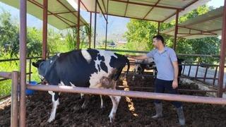Milas'ta şap hastalığı nedeniyle 11 mahalle karantinaya alındı