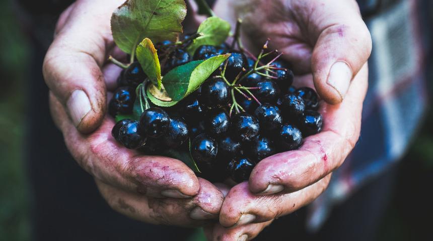 Aronya meyvesinin tadı nasıl? Aronya meyvesinin tadı neye benziyor?
