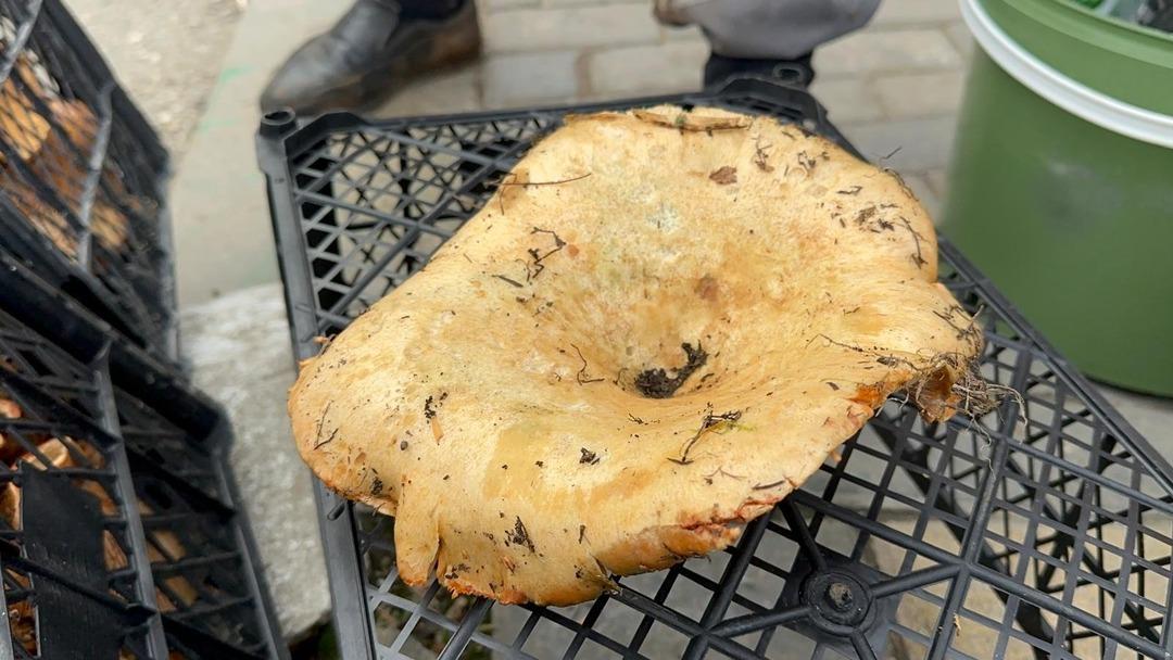 Kilosu 300 liradan 100 liraya düştü! Yol kenarında satılıyor, faydası saymakla bitmiyor 1