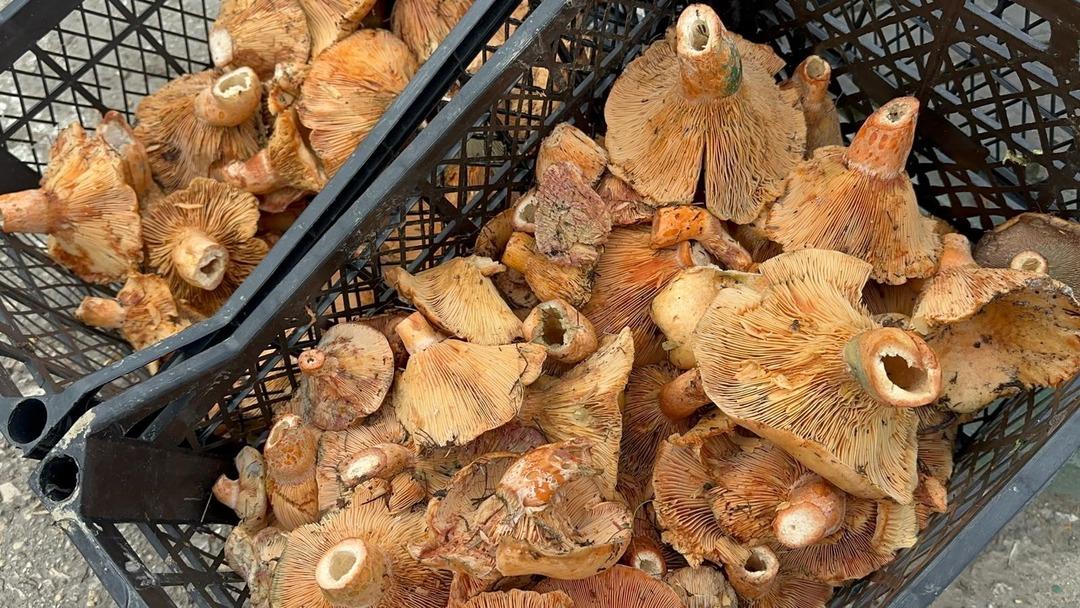 Kilosu 300 liradan 100 liraya düştü! Yol kenarında satılıyor, faydası saymakla bitmiyor 3