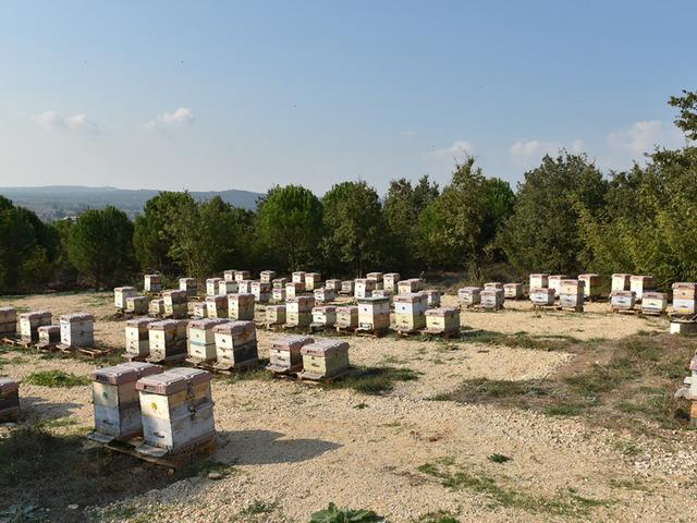 Kilosu 20 bin TL! 'Gördüğümüzü toplatıyoruz'