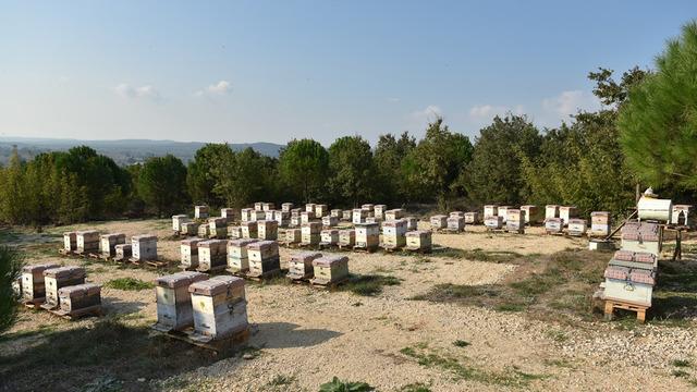 Kilosu 20 bin TL! 'Gördüğümüzü toplatıyoruz' 10 ton üretiliyor 100 ton satılıyor