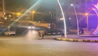 Caddede ilerleyen büyükbaş hayvanlar kamerada