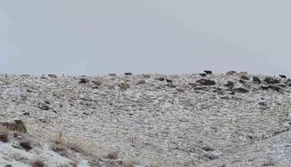 Van’da kış yüzünü gösterdi: Erek Dağı ve çevresi beyaza büründü