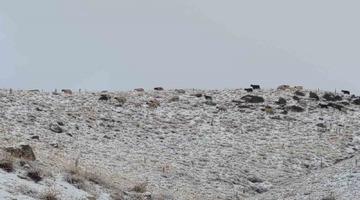 Van’da kış yüzünü gösterdi: Erek Dağı ve çevresi beyaza büründü