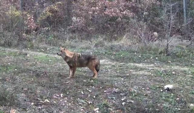 Karabük’te vaşak ve yavrusu ile kurt, fotokapana yansıdı 1