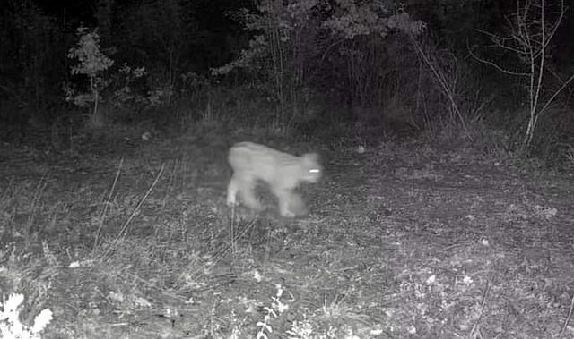 Karabük’te vaşak ve yavrusu ile kurt, fotokapana yansıdı 2