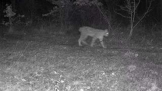 Karabük’te vaşak ve yavrusu ile kurt, fotokapana yansıdı