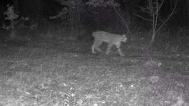 Karabük’te vaşak ve yavrusu ile kurt, fotokapana yansıdı