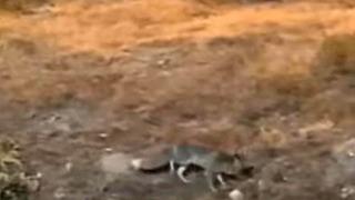 Aç kalan tilki şehir merkezine indi