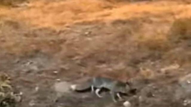 Aç kalan tilki şehir merkezine indi