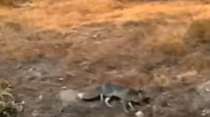 Aç kalan tilki şehir merkezine indi