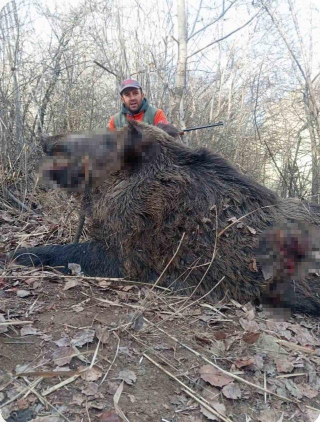 Elazığ’da avcılar sürü halinde domuz avladı 2