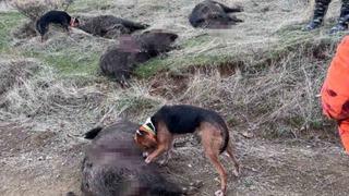 Elazığ’da avcılar sürü halinde domuz avladı