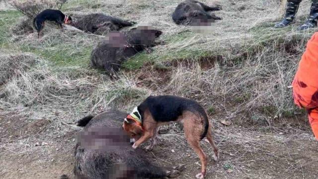 Elazığ’da avcılar sürü halinde domuz avladı