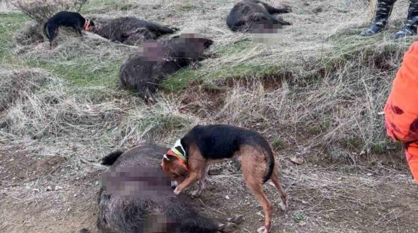 Elazığ’da avcılar sürü halinde domuz avladı